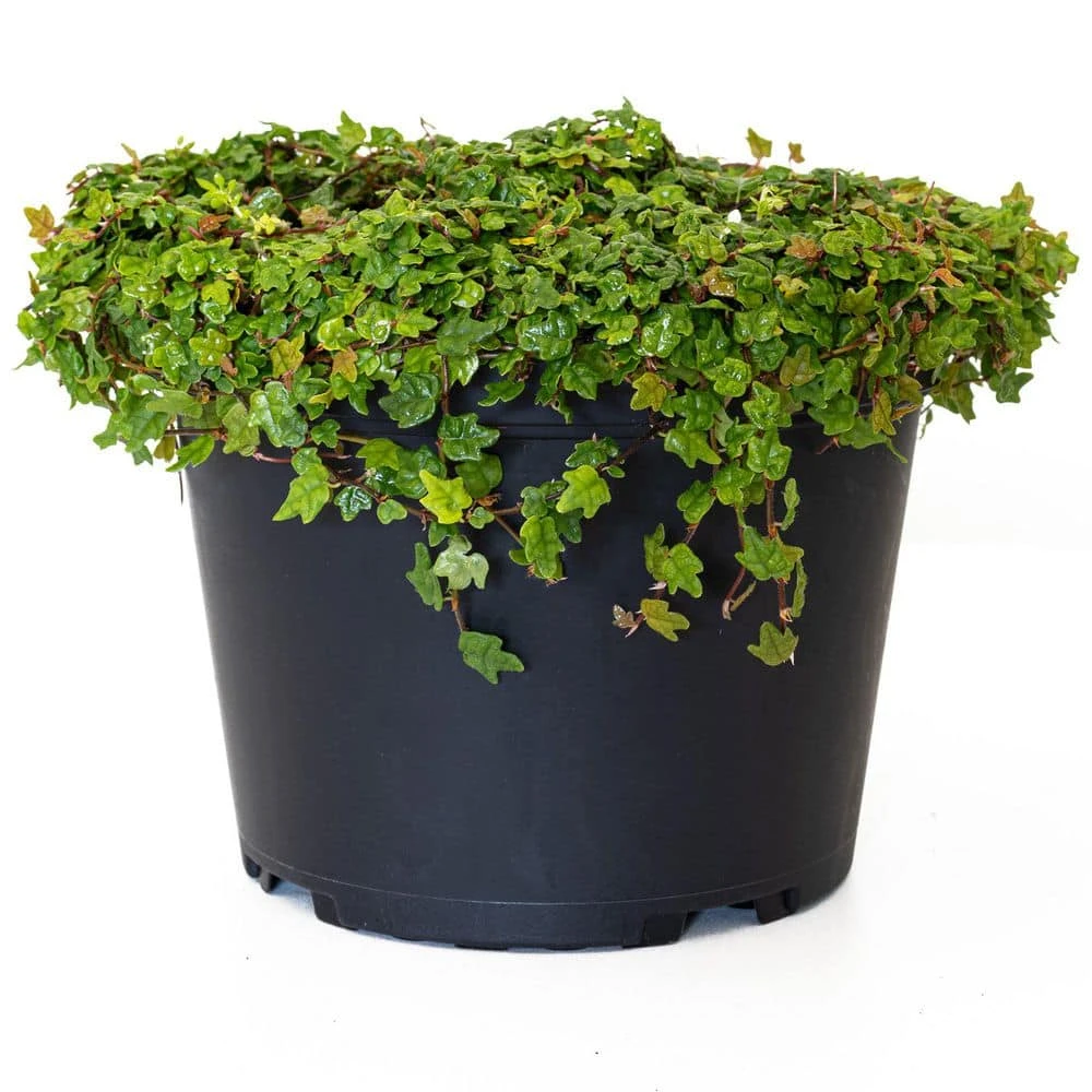 6 In. String Of Frogs Ficus Pumila Plant In Grower Pot 1 6 In. String Of Frogs Ficus Pumila Plant In Grower Pot