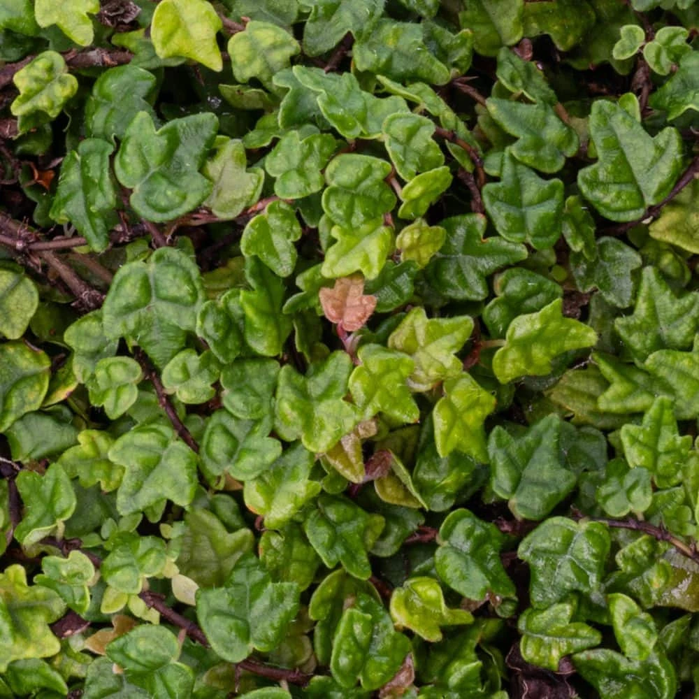 6 In. String Of Frogs Ficus Pumila Plant In Grower Pot 2 6 In. String Of Frogs Ficus Pumila Plant In Grower Pot - Image 2