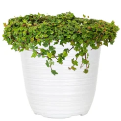 6 In. String Of Frogs Ficus Pumila Plant In White Décor Pot