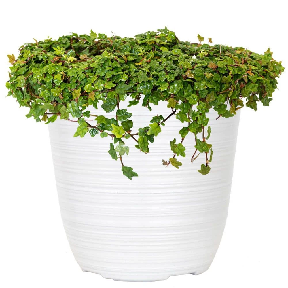 6 In. String Of Frogs Ficus Pumila Plant In White Décor Pot 1 6 In. String Of Frogs Ficus Pumila Plant In White Décor Pot