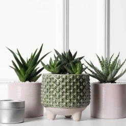 Grower's Choice Haworthia Succulent (4-Pack) In 4 Inch Grower Pot 9 Grower's Choice Haworthia Succulent (4-Pack) In 4 Inch Grower Pot -United Nursery united nursery succulent plants 79047 31 1000