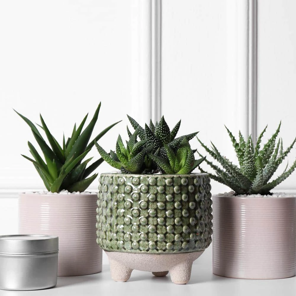 Grower's Choice Haworthia Succulent (4-Pack) In 4 Inch Grower Pot 5 Grower's Choice Haworthia Succulent (4-Pack) In 4 Inch Grower Pot - Image 5