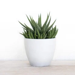 Grower's Choice Haworthia Succulent (4-Pack) In 4 Inch Grower Pot 7 Grower's Choice Haworthia Succulent (4-Pack) In 4 Inch Grower Pot -United Nursery united nursery succulent plants 79047 4f 1000