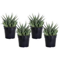 Grower's Choice Haworthia Succulent (4-Pack) In 4 Inch Grower Pot