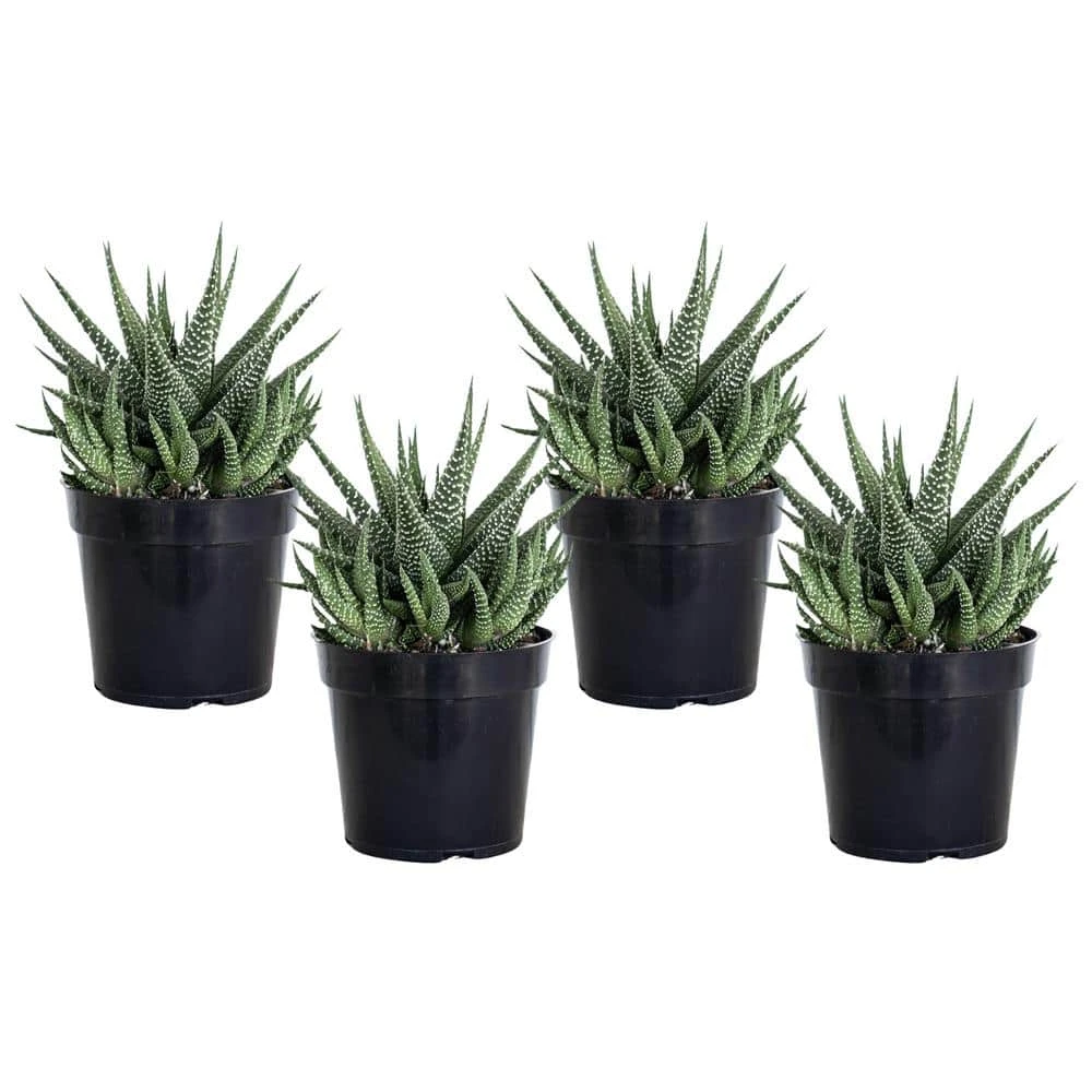 Grower's Choice Haworthia Succulent (4-Pack) In 4 Inch Grower Pot 1 Grower's Choice Haworthia Succulent (4-Pack) In 4 Inch Grower Pot