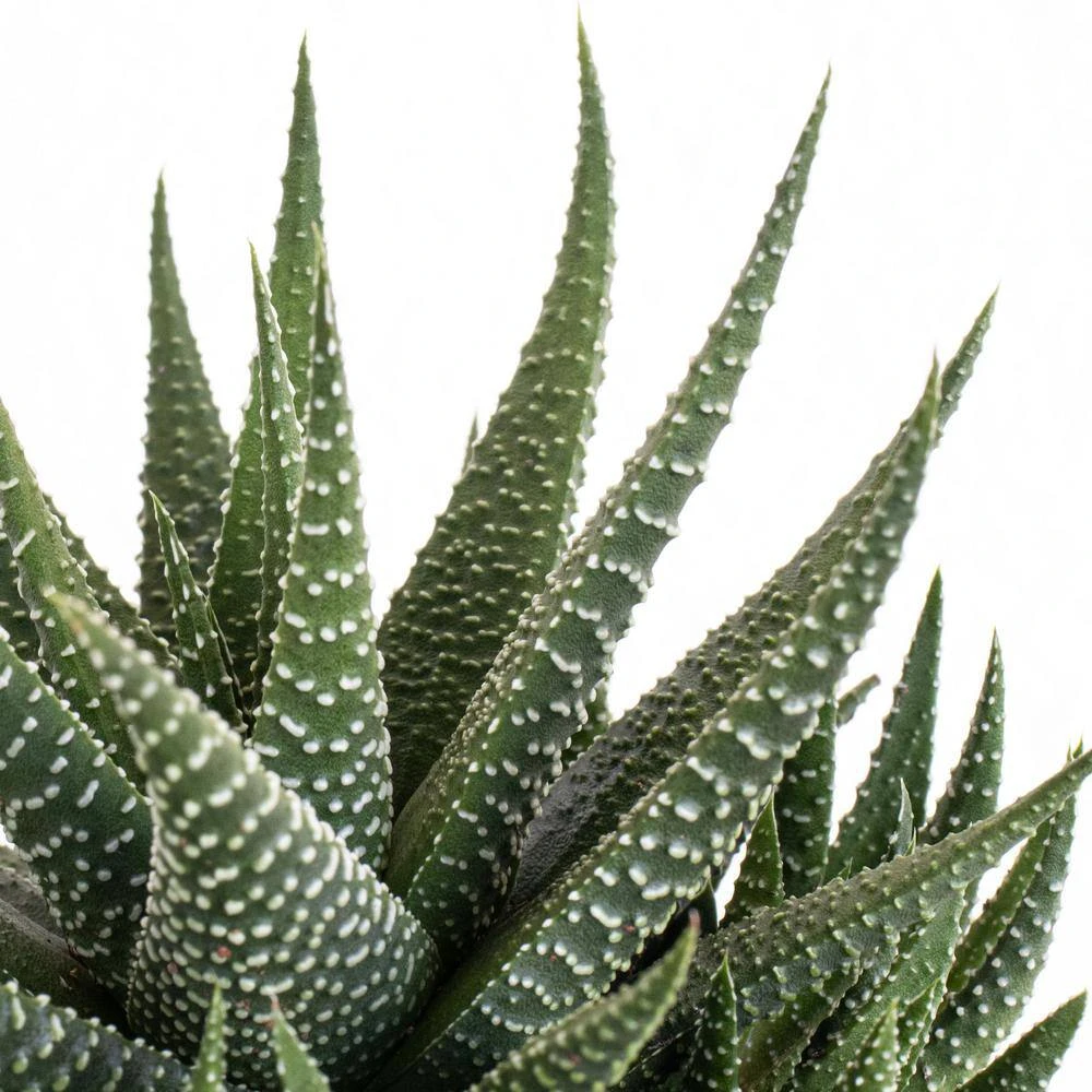 Grower's Choice Haworthia Succulent (4-Pack) In 4 Inch Grower Pot 2 Grower's Choice Haworthia Succulent (4-Pack) In 4 Inch Grower Pot - Image 2