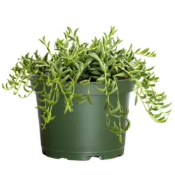 Live String Of Bananas Houseplant In 6 In. Grower Pot