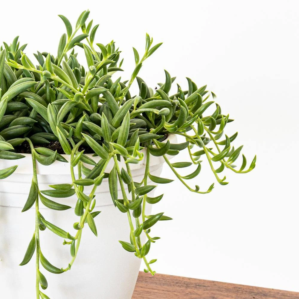 Live String Of Bananas Houseplant In 6 In. Grower Pot 2 Live String Of Bananas Houseplant In 6 In. Grower Pot - Image 2