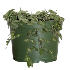 Live String Of Hearts Houseplant In 6 In. Grower Pot
