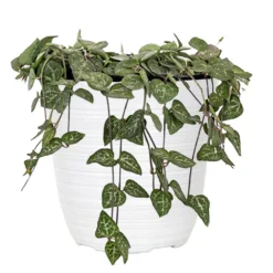 Live String Of Hearts Houseplant In 6 In. White Decor Pot