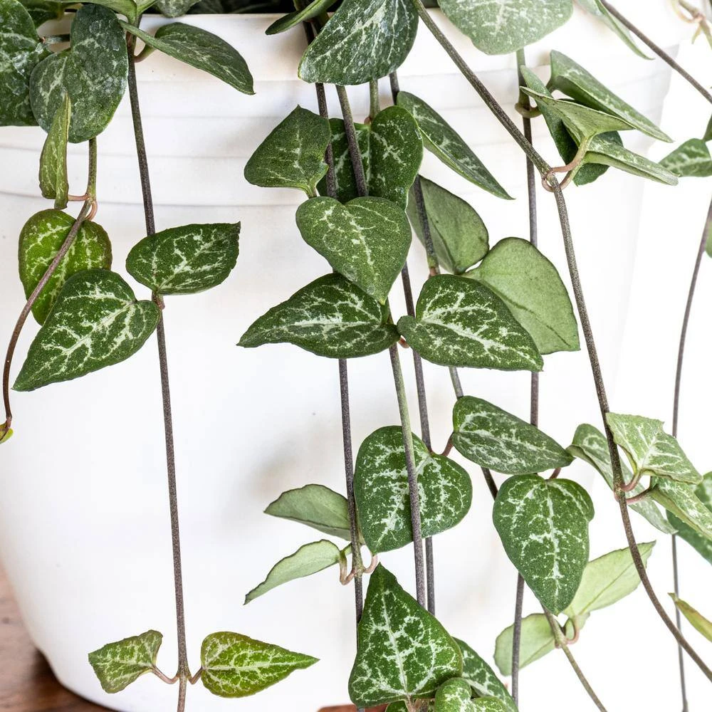 Live String Of Hearts Houseplant In 6 In. White Decor Pot 2 Live String Of Hearts Houseplant In 6 In. White Decor Pot - Image 2