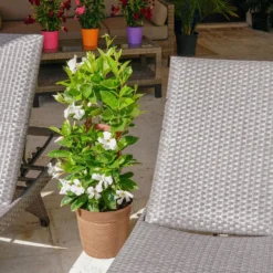 White Mandevilla Trellis Live Outdoor Vining Plant In 9.25 Inch Grower (2-Pack) 5 White Mandevilla Trellis Live Outdoor Vining Plant In 9.25 Inch Grower (2-Pack) -United Nursery united nursery vine plants 00366 31 1000