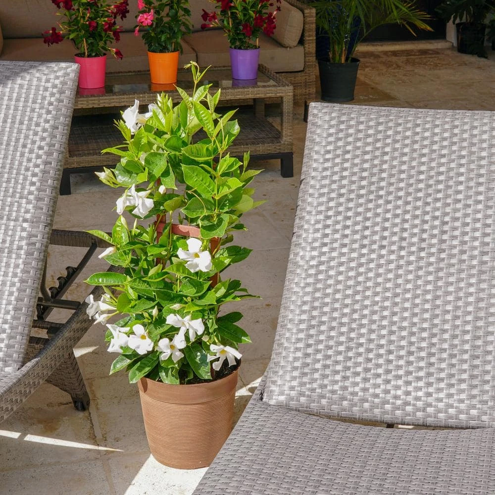 White Mandevilla Trellis Live Outdoor Vining Plant In 9.25 Inch Grower (2-Pack) 3 White Mandevilla Trellis Live Outdoor Vining Plant In 9.25 Inch Grower (2-Pack) - Image 3