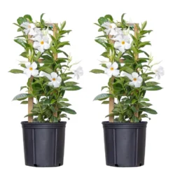 White Mandevilla Trellis Live Outdoor Vining Plant In 9.25 Inch Grower (2-Pack)