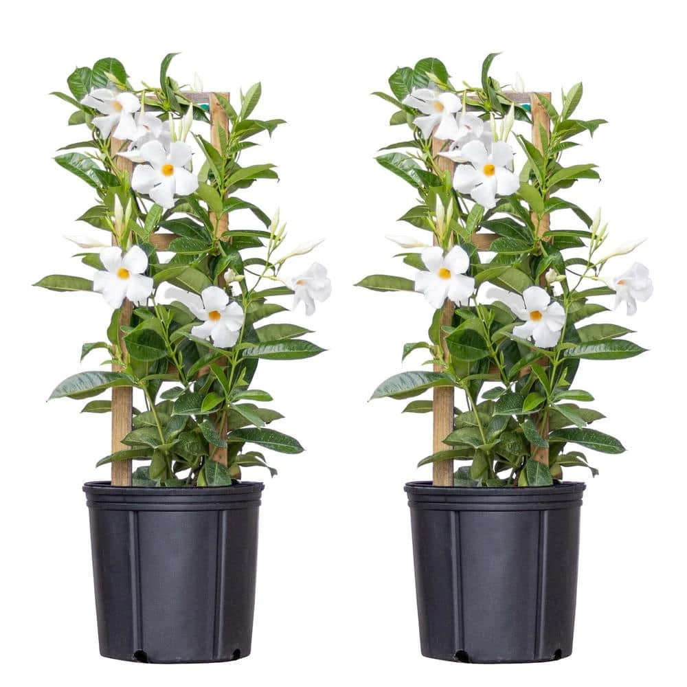 White Mandevilla Trellis Live Outdoor Vining Plant In 9.25 Inch Grower (2-Pack) 1 White Mandevilla Trellis Live Outdoor Vining Plant In 9.25 Inch Grower (2-Pack)