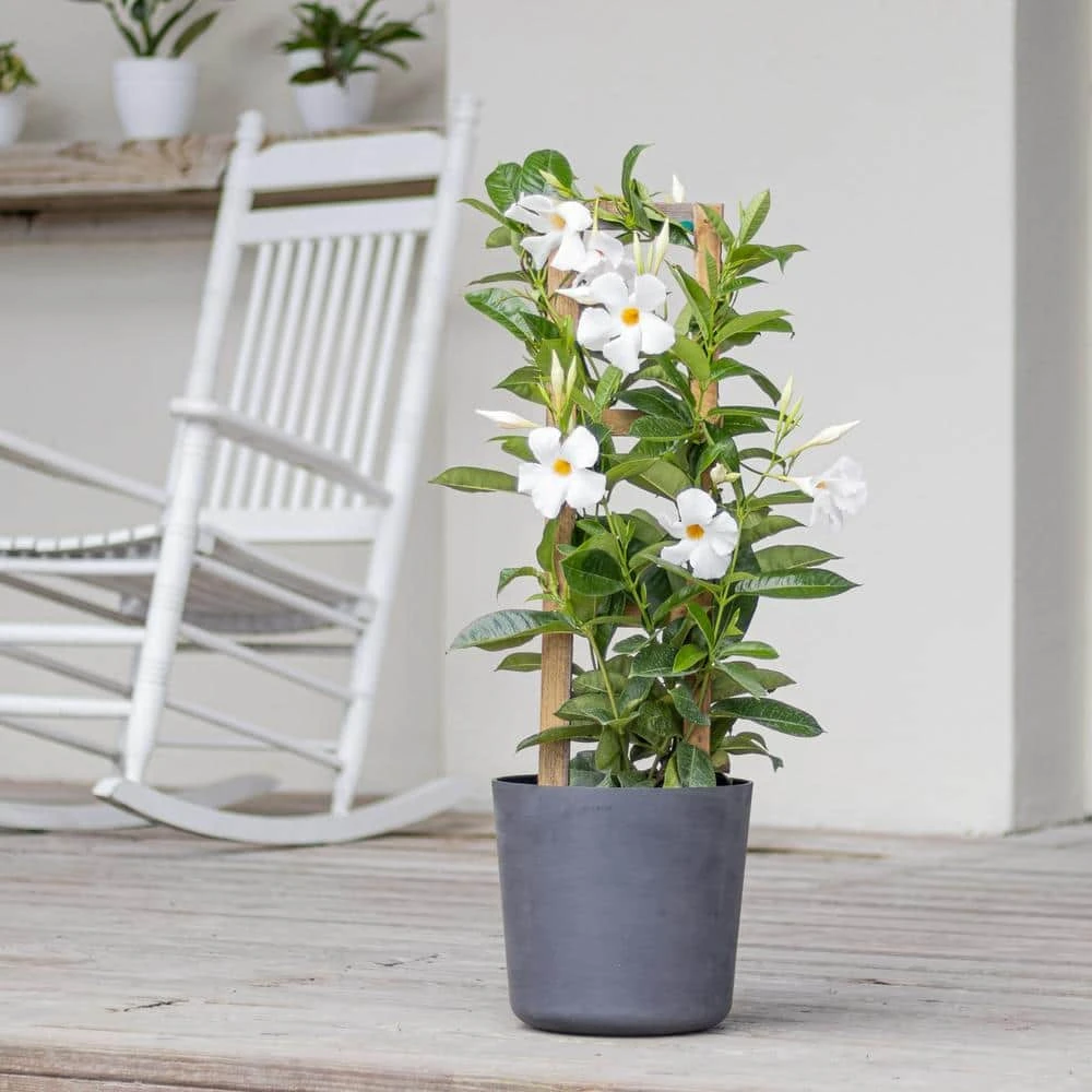 White Mandevilla Trellis Live Outdoor Vining Plant In 9.25 Inch Grower (2-Pack) 2 White Mandevilla Trellis Live Outdoor Vining Plant In 9.25 Inch Grower (2-Pack) - Image 2