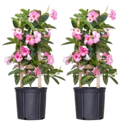 Pink Mandevilla Trellis Live Outdoor Vining Plant In 9.25 Inch Grower Pot (2-Pack)
