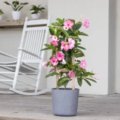 United Nursery -United Nursery united nursery vine plants 00588 c3 1000