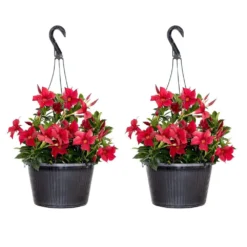 Red Mandevilla Flowering Live Outdoor Plant Premium 10 Inch Hanging Basket (2-Pack)