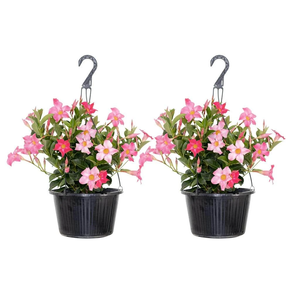 Pink Mandevilla Vining Live Outdoor Plant In 10 Inch Hanging Basket (2-Pack) 1 Pink Mandevilla Vining Live Outdoor Plant In 10 Inch Hanging Basket (2-Pack)