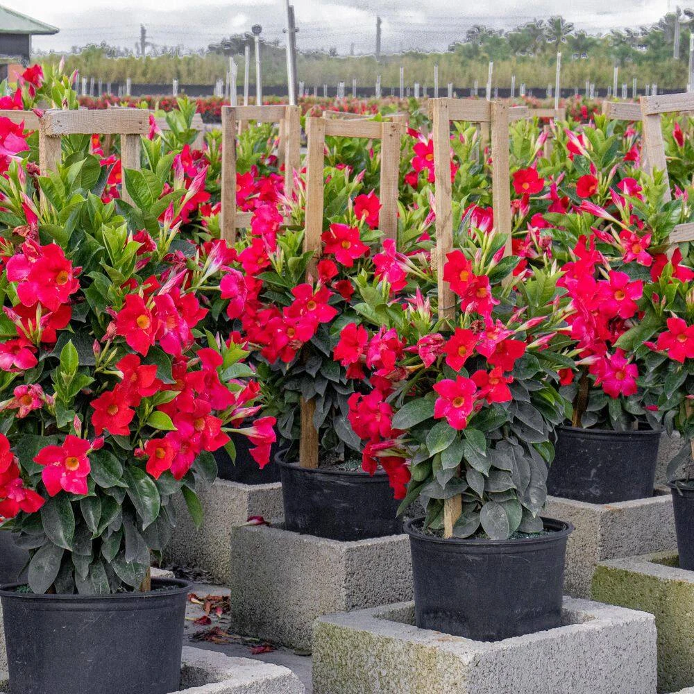 Red Mandevilla Trellis Live Outdoor Vining Plant In 9.25 Inch Grower Pot (2-Pack) 4 Red Mandevilla Trellis Live Outdoor Vining Plant In 9.25 Inch Grower Pot (2-Pack) - Image 4