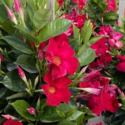 Red Mandevilla Trellis Live Outdoor Vining Plant In 9.25 Inch Grower Pot (2-Pack) 6 Red Mandevilla Trellis Live Outdoor Vining Plant In 9.25 Inch Grower Pot (2-Pack) -United Nursery united nursery vine plants 00618 4f 1000