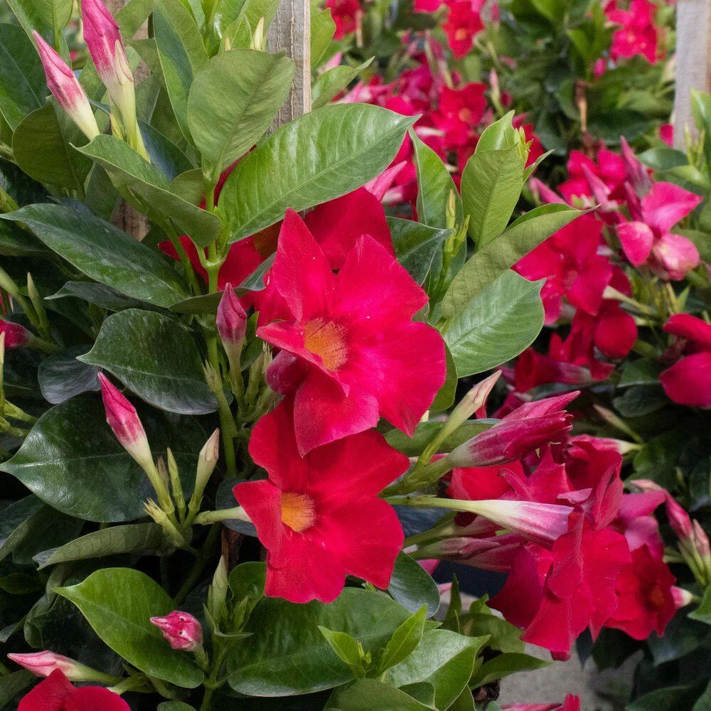 Red Mandevilla Trellis Live Outdoor Vining Plant In 9.25 Inch Grower Pot (2-Pack) 3 Red Mandevilla Trellis Live Outdoor Vining Plant In 9.25 Inch Grower Pot (2-Pack) - Image 3