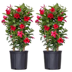 Red Mandevilla Trellis Live Outdoor Vining Plant In 9.25 Inch Grower Pot (2-Pack)
