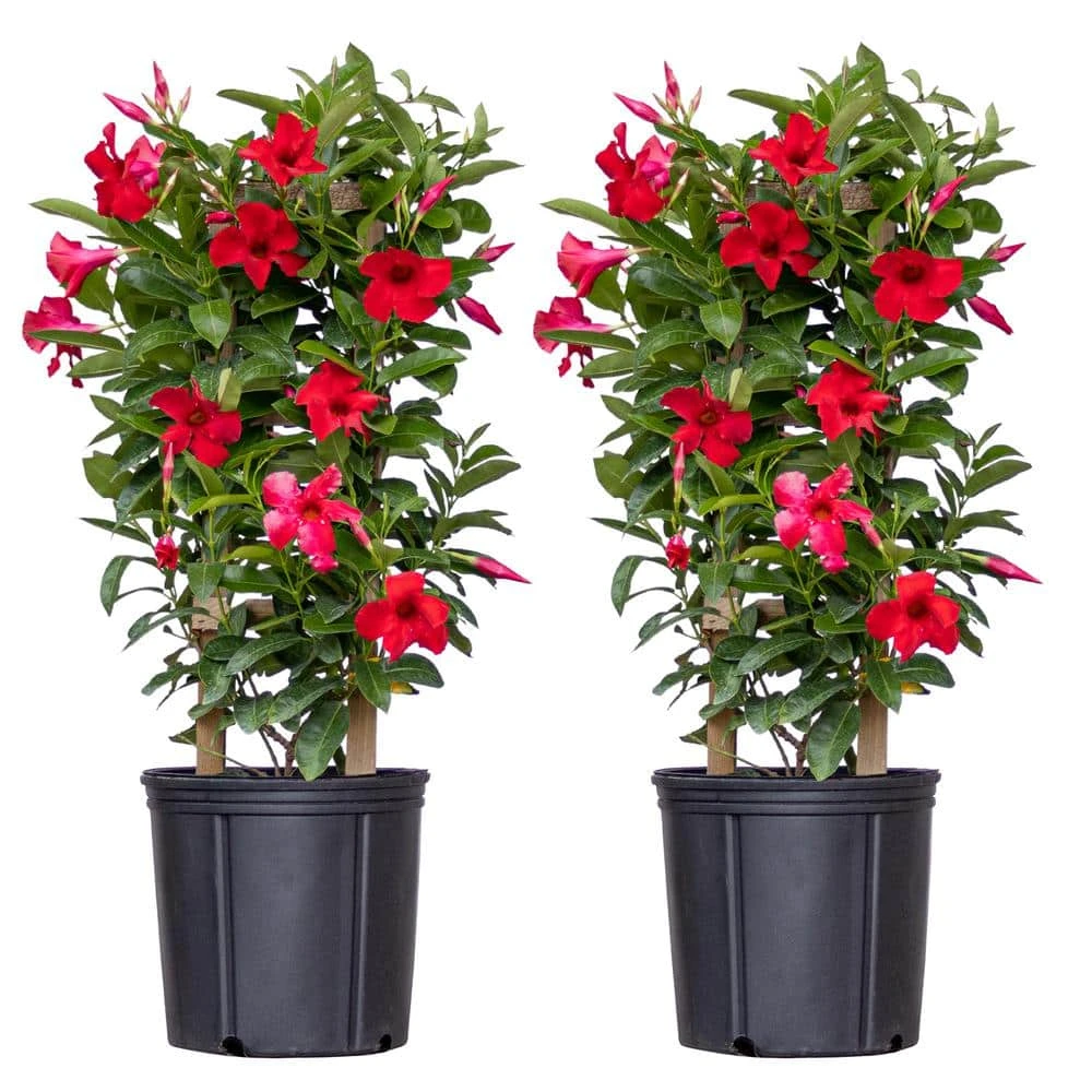 Red Mandevilla Trellis Live Outdoor Vining Plant In 9.25 Inch Grower Pot (2-Pack) 1 Red Mandevilla Trellis Live Outdoor Vining Plant In 9.25 Inch Grower Pot (2-Pack)