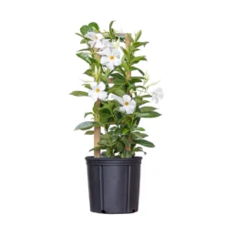 White Mandevilla Trellis Sun Parasol Live Outdoor Vining Plant In 9.25 Inch Grower Pot