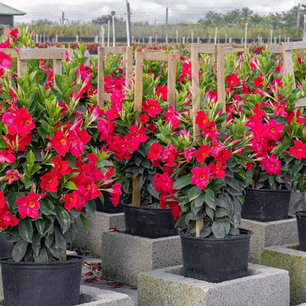 Red Mandevilla Trellis Sun Parasol Live Outdoor Vining Plant In 9.25 Inch Grower Pot 4 Red Mandevilla Trellis Sun Parasol Live Outdoor Vining Plant In 9.25 Inch Grower Pot - Image 4