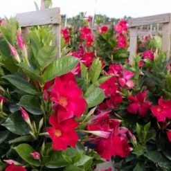 Red Mandevilla Trellis Sun Parasol Live Outdoor Vining Plant In 9.25 Inch Grower Pot 6 Red Mandevilla Trellis Sun Parasol Live Outdoor Vining Plant In 9.25 Inch Grower Pot -United Nursery united nursery vine plants 29135 4f 1000