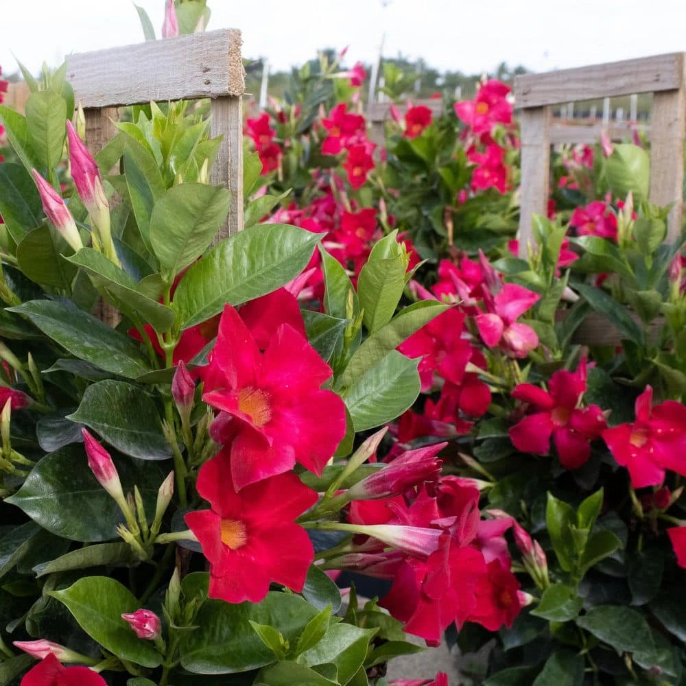 Red Mandevilla Trellis Sun Parasol Live Outdoor Vining Plant In 9.25 Inch Grower Pot 3 Red Mandevilla Trellis Sun Parasol Live Outdoor Vining Plant In 9.25 Inch Grower Pot - Image 3