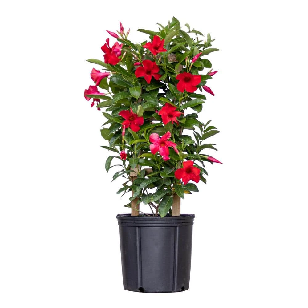 Red Mandevilla Trellis Sun Parasol Live Outdoor Vining Plant In 9.25 Inch Grower Pot 1 Red Mandevilla Trellis Sun Parasol Live Outdoor Vining Plant In 9.25 Inch Grower Pot