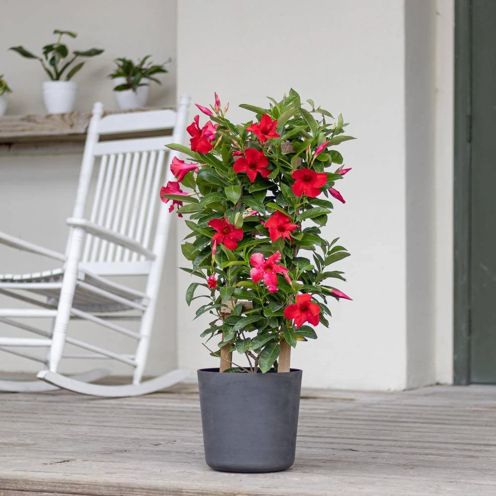 Red Mandevilla Trellis Sun Parasol Live Outdoor Vining Plant In 9.25 Inch Grower Pot 2 Red Mandevilla Trellis Sun Parasol Live Outdoor Vining Plant In 9.25 Inch Grower Pot - Image 2