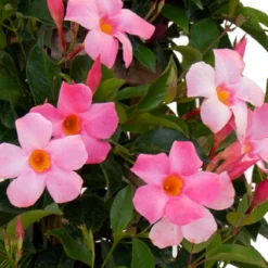 Pretty Pink Mandevilla Trellis Live Outdoor Vining Plant In 9.25 Inch Grower Pot 7 Pretty Pink Mandevilla Trellis Live Outdoor Vining Plant In 9.25 Inch Grower Pot -United Nursery united nursery vine plants 29395 4f 1000