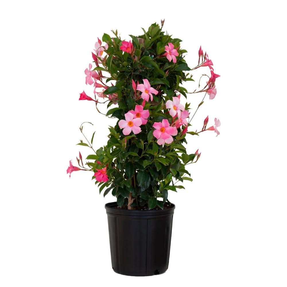 Pretty Pink Mandevilla Trellis Live Outdoor Vining Plant In 9.25 Inch Grower Pot 1 Pretty Pink Mandevilla Trellis Live Outdoor Vining Plant In 9.25 Inch Grower Pot