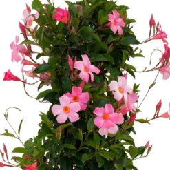 Pretty Pink Mandevilla Trellis Live Outdoor Vining Plant In 9.25 Inch Grower Pot 6 Pretty Pink Mandevilla Trellis Live Outdoor Vining Plant In 9.25 Inch Grower Pot -United Nursery united nursery vine plants 29395 c3 1000