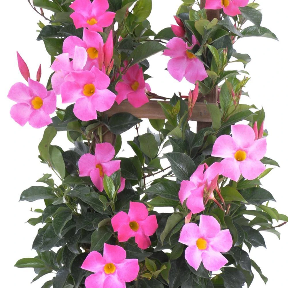 Pretty Pink Mandevilla Trellis Live Outdoor Vining Plant In 9.25 Inch Grower Pot 2 Pretty Pink Mandevilla Trellis Live Outdoor Vining Plant In 9.25 Inch Grower Pot - Image 2
