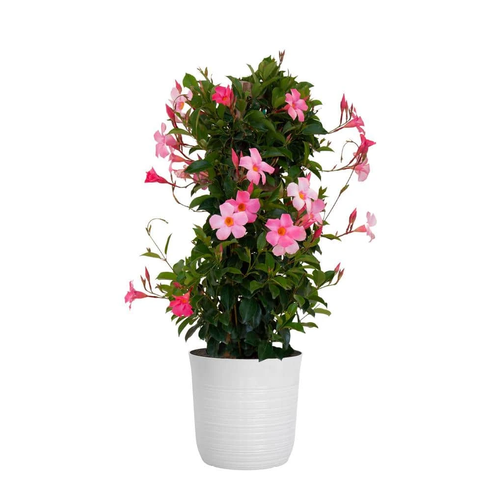 Pink Mandevilla Trellis Live Outdoor Vining Plant In 10 Inch White Decor Pot 1 Pink Mandevilla Trellis Live Outdoor Vining Plant In 10 Inch White Decor Pot