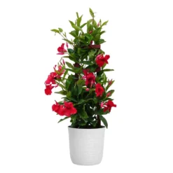 Red Mandevilla Trellis Live Outdoor Vining Plant In 10 Inch White Decor Pot