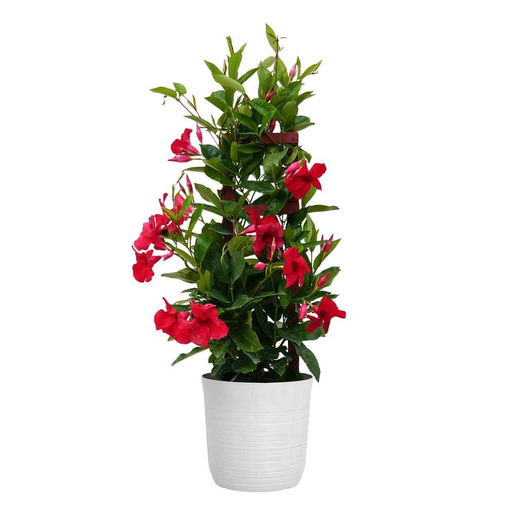 Red Mandevilla Trellis Live Outdoor Vining Plant In 10 Inch White Decor Pot 1 Red Mandevilla Trellis Live Outdoor Vining Plant In 10 Inch White Decor Pot