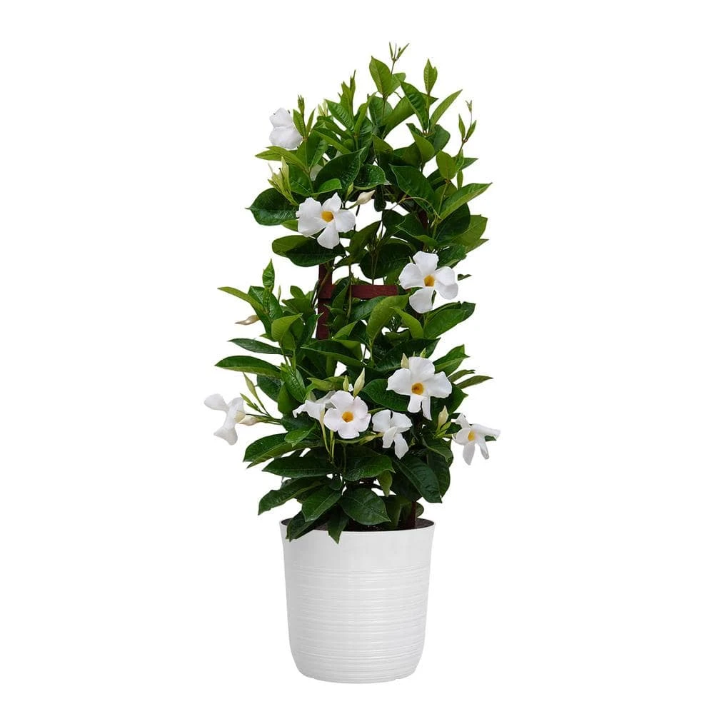 White Mandevilla Trellis Live Outdoor Vining Plant In 10 Inch White Decor Pot 1 White Mandevilla Trellis Live Outdoor Vining Plant In 10 Inch White Decor Pot